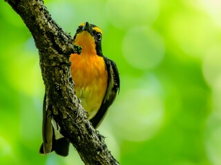 森の中で周りを見渡しているキビタキのクローズアップ