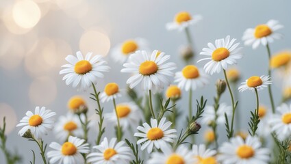 Fototapeta premium A field of daisies with white petals and yellow centers, sunlit and blurred background. Nature, floral, and outdoor scene.