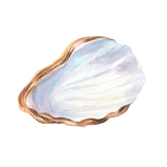 Beautiful seashell with mother of pearl texture. A part of mollusk shell. Sea life clipart isolated element. Aquarium decoration. Hand-drawn watercolor illustration. For travel, aquarium design