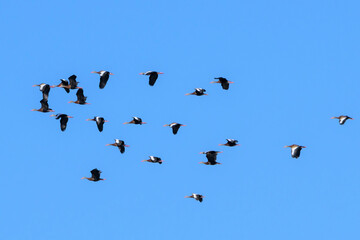 Black-bellied Whistling-Duck (Dendrocygna autumnalis) flock flying, Venice rookery, Florida, USA