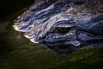 American alligator (Alligator mississippiensis) hiding in dark water, Big Cypress national reserve, Florida, United States.