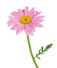 Beautiful pink daisy (Marguerite) also called Robinson Rose isolated on white background, including clipping path.