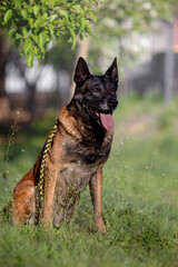 Belgian Malinois Service Dog in Training