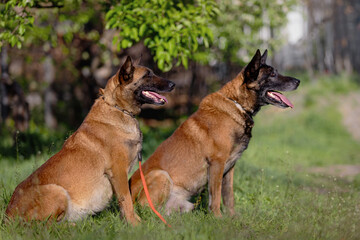 Two Belgian Malinois Dogs Sitting Alert in Grassy Field