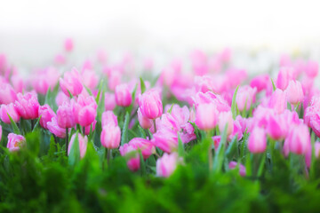 soft pink tulips in the garden. There are water droplets on it, on blur background for your designs
