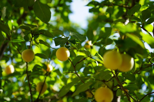 Plum, Sloe plum, Flatwoods plum, hog plum(Prunus umbellata)