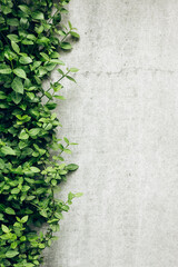 Seamless ivy branches with green leaves grow on a textured gray concrete wall, creating a natural, abstract pattern. Perfect for interior decor, outdoor design, and eco-friendly backgrounds