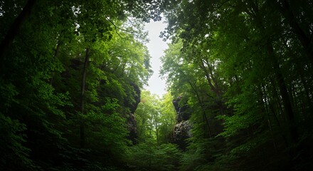 Fototapeta premium Lush Green Forest Canopy with Sunlight Peeking Through the Trees