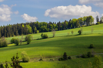 Green belt of trees and blue sky, fields and spring