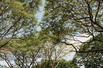 Tall trees with sprawling branches and fresh green leaves under a bright blue sky
