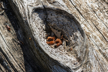 Close up of knot in weathered wood with debris