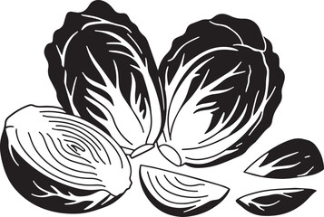 Fresh napa cabbage and onion illustration black and white