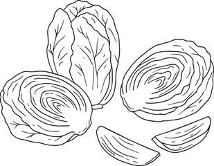 Fresh cabbage line art illustration sliced vegetable