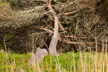 Windswept monterey cypress tree branches reaching towards the ground in coastal california landscape