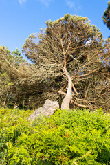 Large maritime pine growing in fern undergrowth on sunny day