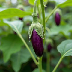Purple Eggplant Growing on Plant