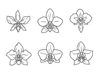 Elegant Orchid Line Illustrations