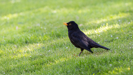 A Blackbird is standing on the grass