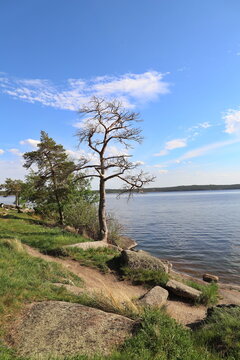tree on the beach