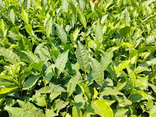 Darjeeling and Sikkim, nestled in the eastern Himalayas, offer breathtaking mountain landscapes, serene monasteries, and lush tea gardens. 