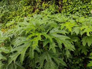 Darjeeling and Sikkim, nestled in the eastern Himalayas, offer breathtaking mountain landscapes, serene monasteries, and lush tea gardens. 