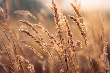 Golden stalks of wild grass sway gently in a sunlit field, capturing the warmth of a late afternoon sun. The soft focus creates a dreamy, serene atmosphere with a subtle glow