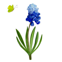 Watercolor illustration of a mouse pea flower