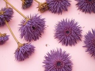 Dried Purple Aster Heads on a Soft Pink Background - Floral Arrangement