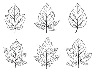 Rose Leaves Outline Vector Collection