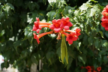 Bells of fire,Tacoma Bells of Fire(Tecoma fulva)