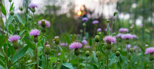 panoramic view of thistle on green color bokeh background	