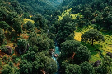 Aerial view of the green summer trees and river 