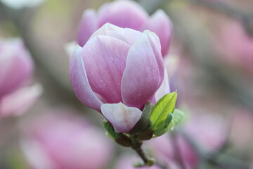 Close-up of a delicate pink magnolia bud in spring bloom