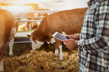 Male farmer using digital tablet to checking cows on modern livestock farm