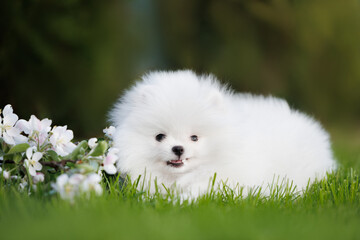 cute pomeranian spitz puppy playing with a blooming  apple tree branch