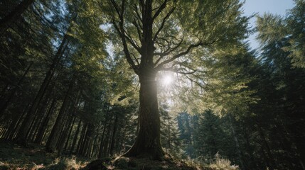 Fototapeta premium Sunlit Majesty: A Towering Tree in a Verdant Forest Canopy Perspective