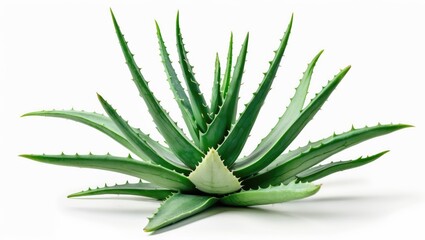 Fototapeta premium Aloe Vera plant with spiky green leaves arranged in a rosette pattern.