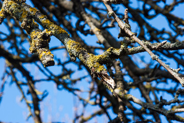 Branches covered with moss and lichen isolated against the background of a clear blue sky on a sunny spring day Natural background with beautiful tree branches