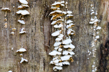 A row of white bracket fungi grows on an old tree trunk, creating a natural pattern. The texture of...