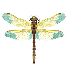Detailed illustration of dragonfly with transparent, intricately veined wings featuring blue and yellow accents, slender brown