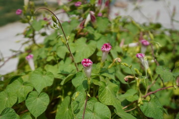 Morning glory, Mexican morning glory or  Morning glory(Ipomoea tricolor)