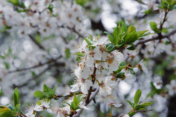 cherry blossoms on a background of blurred blue sky on a sunny spring day. Cherry, peach, apple or pear flowers. Natural flower background with an copy space