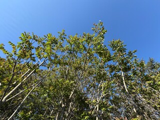 Ailanthus altissima tree fresh leaves. Tree of heaven: a species of Ailanthus, its botanical name is Ailanthus altissima. Seed production from the female tree of heaven Simaroubaceae family.
