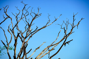 Gnarled Tree Branches Against Clear Blue Sky Landscape Serenity