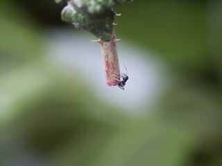 Black ant in Switzerland