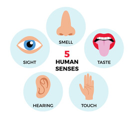 5 human senses infographics. Vector illustration, simple flat design for educational posters. Sight, hearing, taste, smell, touch. Five fillings