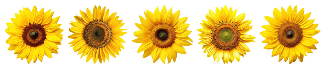 PNG Vibrant sunflowers in row, element set on transparent background © Rawpixel.com