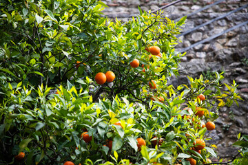 fresh ripe oranges on a tree