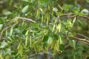 indian rosewood green seeds, Dalbergia sissoo, known commonly as North Indian rosewood or shisham. Indian rosewood seed pod, dalbergia sissoo seeds. Green seeds pods of North Indian rosewood.shisham