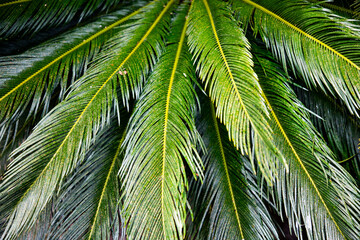 Obraz premium bright green background of tropical plants